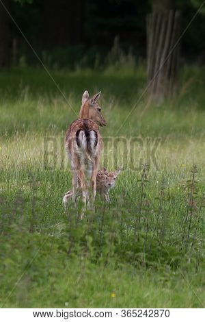 Female Fallow Deer With Her Young Fawn