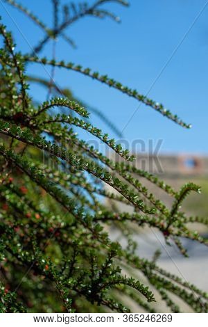 Bright Red Berries Of Bearberry Cotoneaster (cotoneaster Dammeri) With Green Leaves