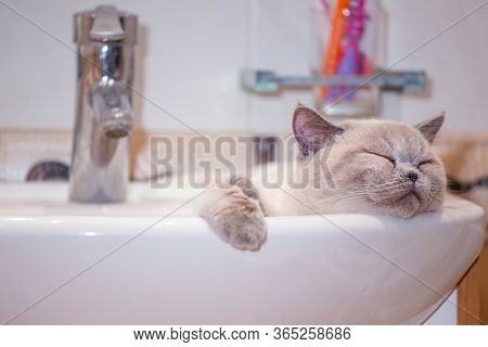 British Shorthair Colorpoint Cat Ludwig