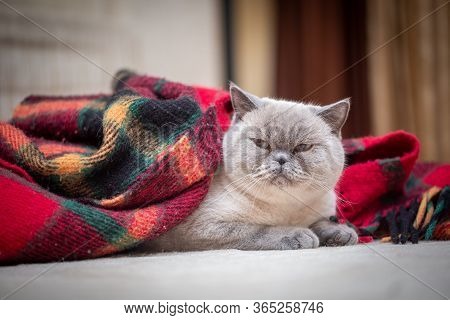 British Shorthair Colorpoint Cat Ludwig
