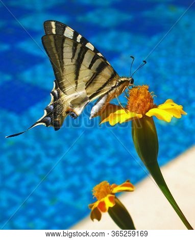 A Macro Shot Of A Butterfly On A Flower