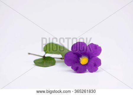 Close Up Of Thunbergia Erecta Blue Flower Is Herbaceous Perennial Climbing Plant. Bush Clockvine, Ki