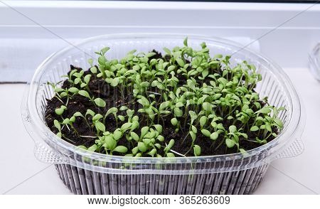 Green, Young Leaves And Sprouts Of Clove Flowers In A Plastic Pot On A White Kitchen Windowsill In S