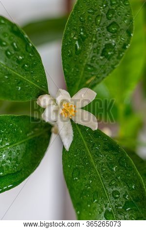 Blooming Indoor Calamondine Tree Isolated On White Background