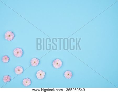 The Flowers Of Almonds Trilobate. Spring Flowers On A Blue Background. Sakura. The View From The Top