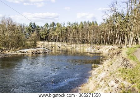 Ukranian Landscape In The Forest. Pine Forest With A River Name Psel In City Sumy. Pine Trees On A R