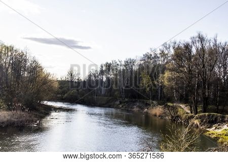 Ukranian Landscape In The Forest. Pine Forest With A River Name Psel In City Sumy. Pine Trees On A R