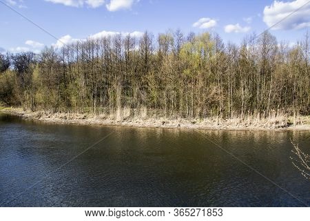 Ukranian Landscape In The Forest. Pine Forest With A River Name Psel In City Sumy. Pine Trees On A R