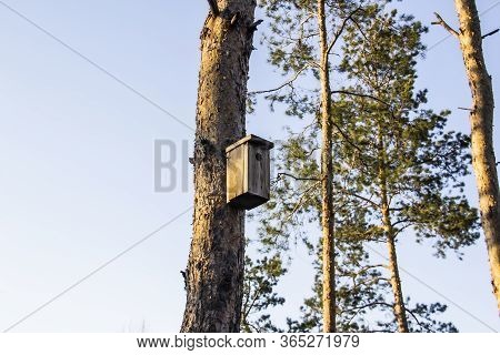 Birdhouse In A Pine Forest On A Tree. Birdhouses In The Forest. Bird Box In Nature Against Blue Sky