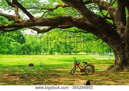 An Old Red Bicycle Parking Under A Big Rain Tree Spread Out Over The Lawn With Green Nature Blurred 