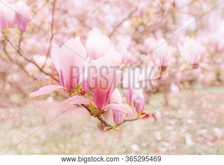 Beautiful Flowering Magnolia Pink Blossom Tree In Spring Season. Closeup Of Magnolia Tree Blossom Wi