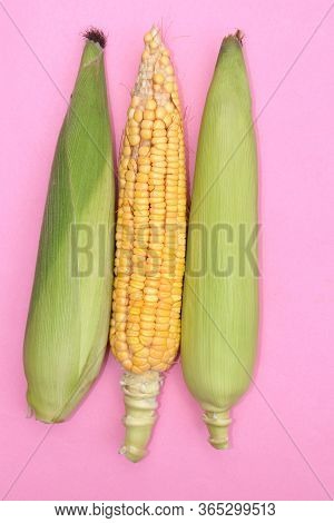 Top View Of Corn Or Maize Isolated On Pink Background