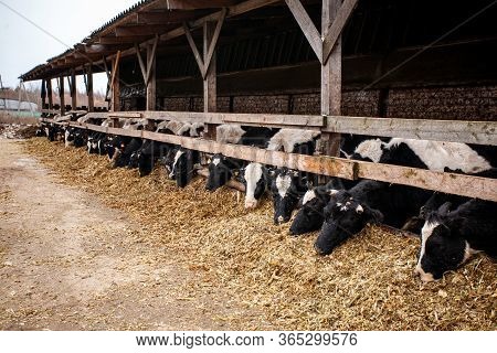 Dairy Farm With Cows Chewing Sawdust. The Prospect Of The Economy. Black And White Cows. Natural Bee