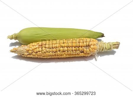 Corn Or Maize Isolated On White Background