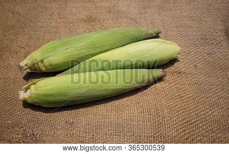 Corn Or Maize On Burlap Fabric Background