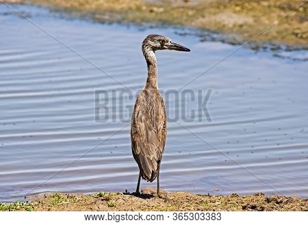 Heron On A Pacific Ocean Coast In Lo De Marco, Nayarit, Mexico