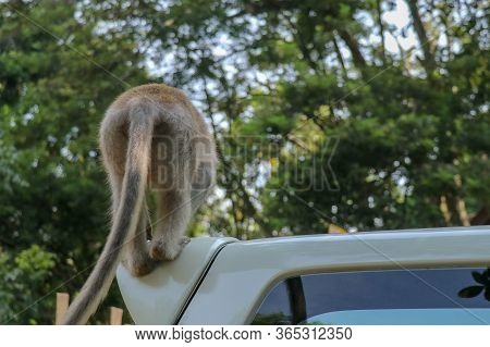 Naughty Squirrel Monkey On The Roof Of The White Car. Monkey Mac