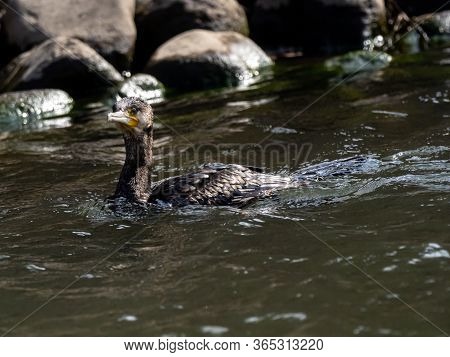 A Black Japanese Cormorant, Phalacrocorax Capillatus, Swims In The Izumi River In Western Yokohama, 