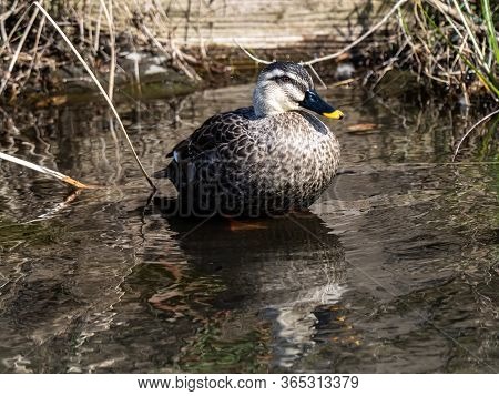 An Eastern Spot-billed Duck, Anas Zonorhyncha, Stands In The Shallow Water Beside A Small Pond In A 