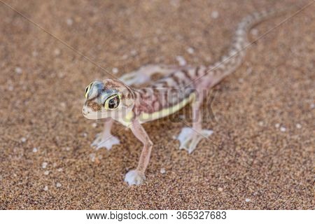 Web-footed Gecko (palmatogecko Rangei). Nocturnal Animals That Live Mostly Nestled In Deep Burrows