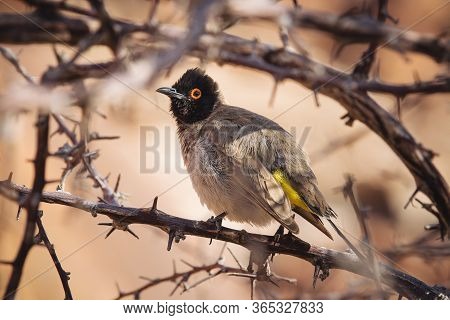 African Red-eyed Bulbul Or Black-fronted Bulbul (pycnonotus Nigricans) - Twyfelfontein, Namibia, Afr