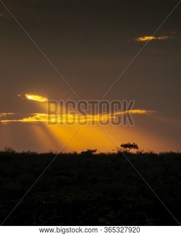 God Rays Of Sunlight Shine Down On A Lone Acacia Tree In The Distance. Grootberg Plateau, Namibia, A