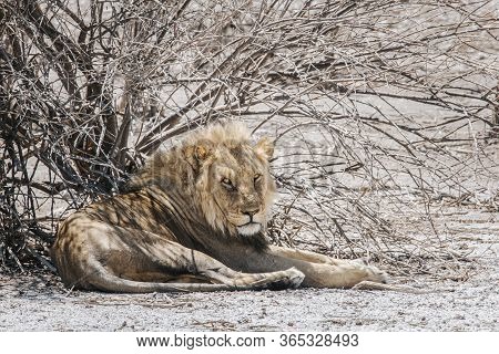 A Large Male Lion Rests Under Scant Shade Provided By A Dried Out Tree In Etosha National Park, Nami