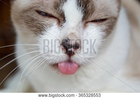 Cat Tongue Hanging Out ,signs Of Dental Disease , Toothache, Chronic Ulcerative Paradental Stomatiti