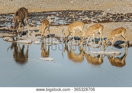 Four Springbok And One Kudu Lined Up Drinking From Halali Waterhole. Etosha National Park, Namibia.