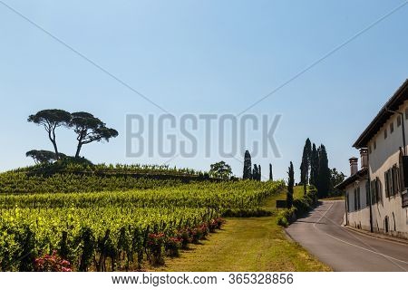 The Vineyards Of Buttrio In A Summer Day. Collio Friulano, Udine Province, Friuli Venezia-giulia, It