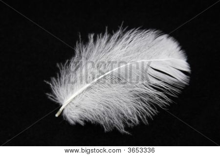 Feather