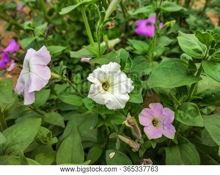 White And Pink Flower Close-up Shot With Green Leaves Background