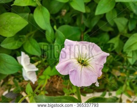 White Flower Close-up Shot With Green Leaves Background