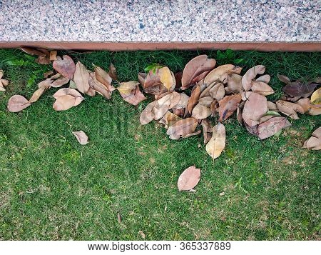 Golden Dry Leaves On Green Grass Background With Copy Space