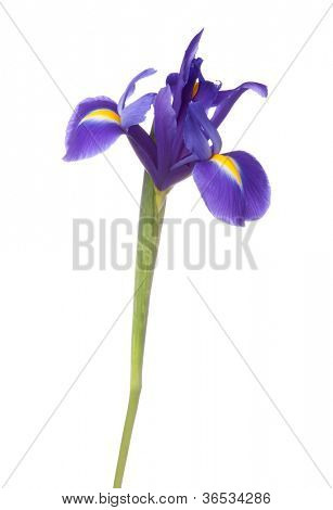 Blå iris eller blueflag blomst isoleret på hvid baggrund