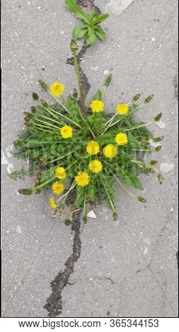 Macro Photo Of A Dandelion Plant. Dandelion Plant With A Fluffy Yellow Bud. Yellow Dandelion Flower 
