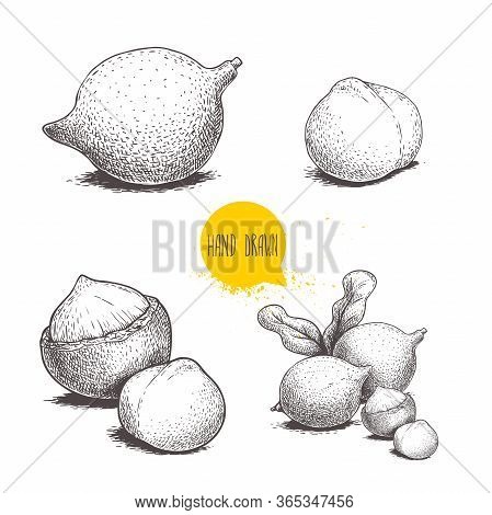 Hand Drawn Sketch Style Macadamia Nuts Set. Whole, Peeled, Single And Group. Vector Illustrations Is