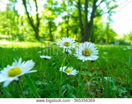 Summer Or Spring Beautiful Garden With Daisy Flowers