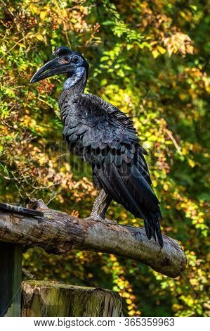 The Abyssinian Northern Ground Hornbill, Bucorvus Abyssinicus Or Northern Ground Hornbill Is An Afri