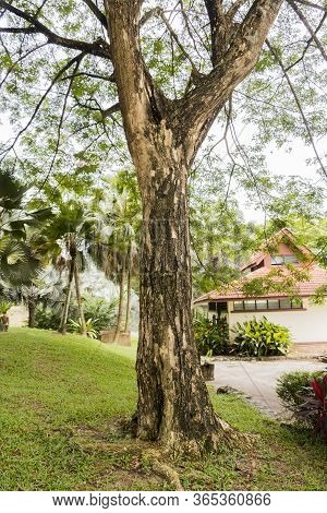 Albizia Saman Raintree In The Tropical Nature Of Malaysia.