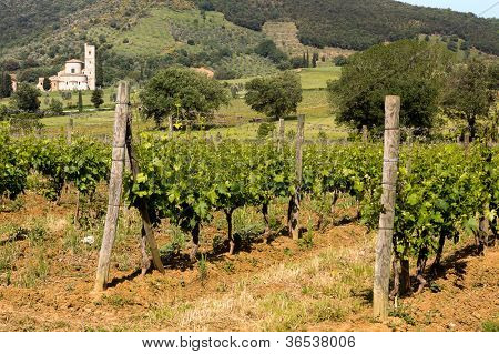 Abbazia di San Antimo e vigneti in Toscana Italia