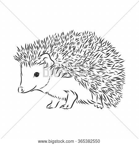 Hedgehog Sketch Drawing Isolated On White Background, Hedgehog, Vector Sketch Illustration