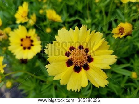 Beautiful Coreopsis Uptick Flower In Cream And Red Color