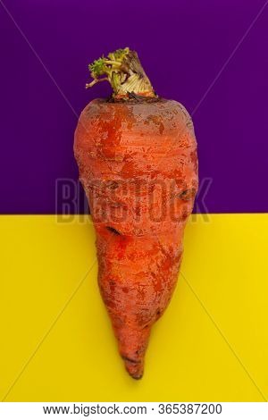 Ugly Food.deformed Organic Carrot On Bright Yellow And Violet Duotone Background.misshapen Produce,f