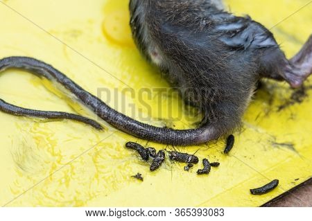 Close-up On Rat Feces, Shit, Poop, Excreted On Glue Trap