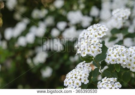 White Flowers Of A Spirea Shrub. Landscaping, Gardening.