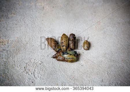 Dog Golden Poop On The Street.close Up Feces, Background Of Dog Poop On The Soil Ground.dog Feces On
