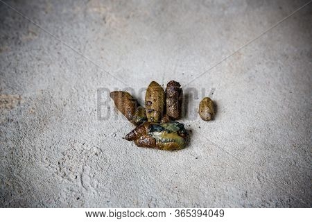 Dog Golden Poop On The Street. Close Up Feces, Background Of Dog Poop On The Soil Ground. Dog Feces 