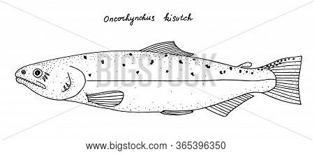 Coho Or Silver Salmon (oncorhynchus Kisutch). Pacific Anadromous Fish. Black And White Hand Drawing 