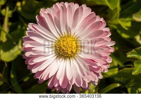 A Colorful Flower Of A Plant Called Daisy, Bellis Perennis. Macro Photo